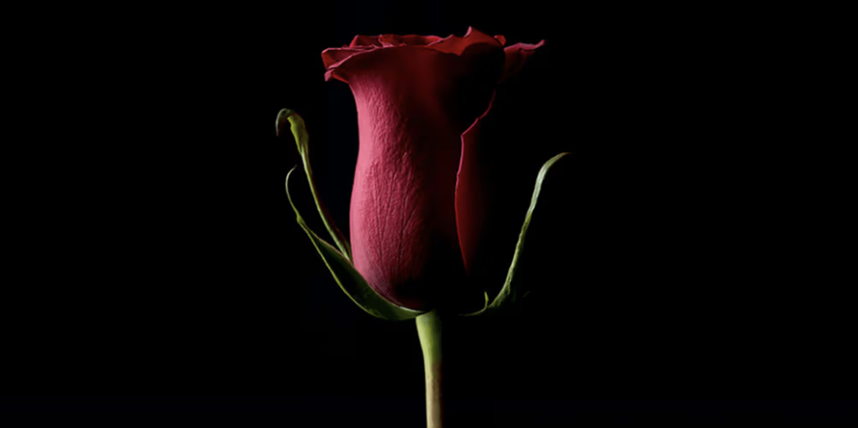 Kevin aboschs ‘forever rose