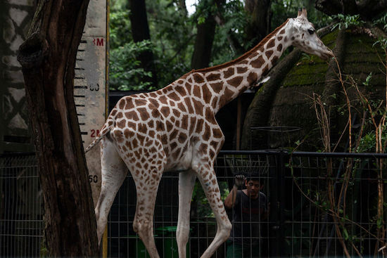 Giraffe in a zoo