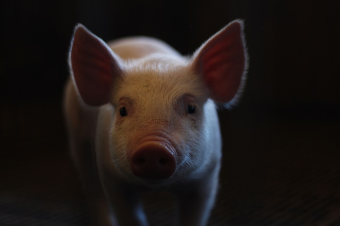 Pig