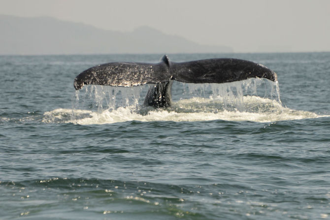 Whale