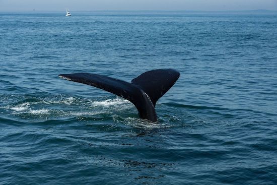 Whale